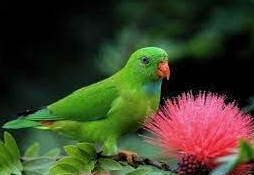 Burung Serindit, Burung Kecil dari Riau thumbnail